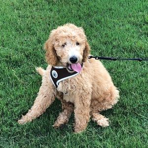 Meet your Posher, Ayla